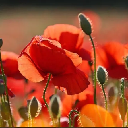 La Lune En Bulles Presseux