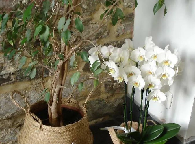 La Lune En Bulles Oda ve Kahvaltı Presseux